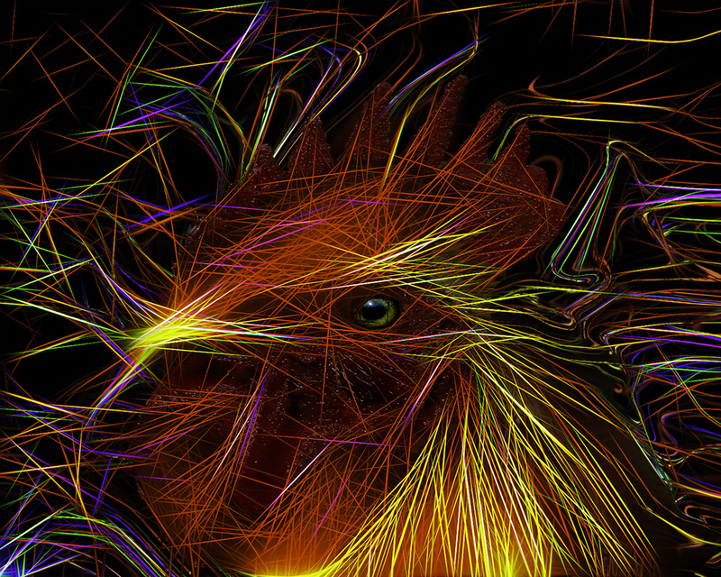 308 Funky Chicken copy(1).jpg :: 308 Funky Chicken