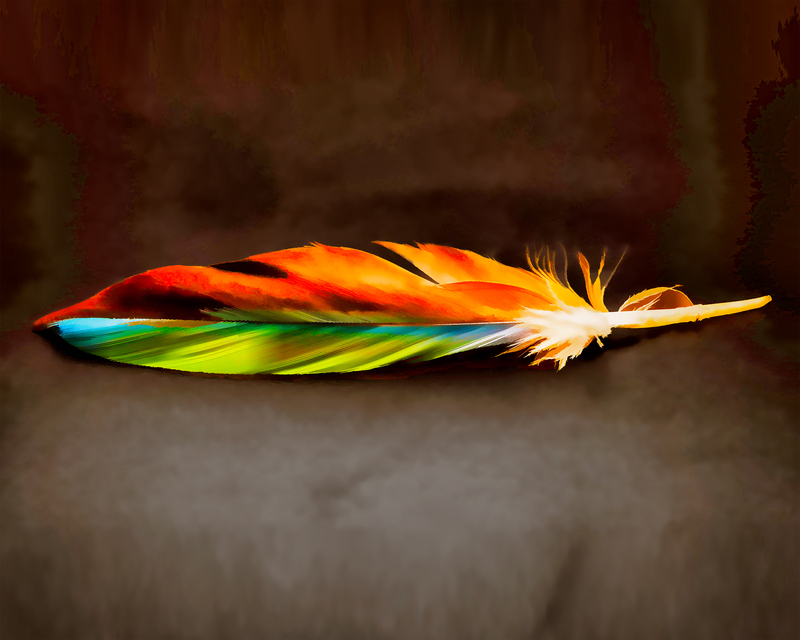 31 Feather(1).jpg :: 31 Feather