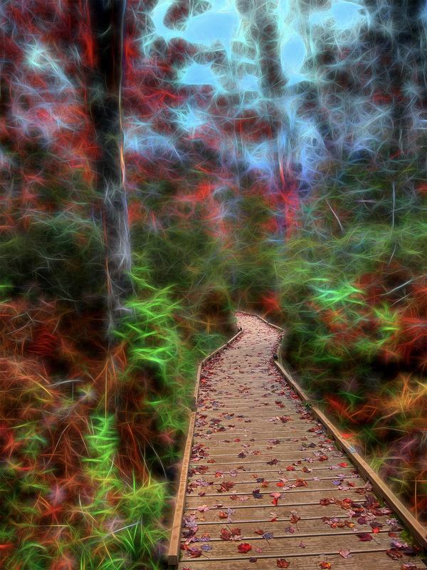 311 Maine Bog Walk copy(1).jpg
