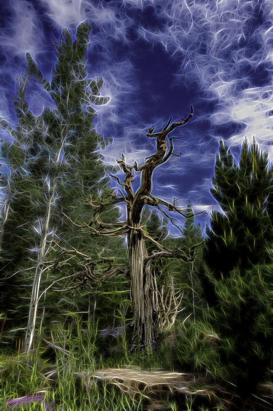 331 Tree copy(1).jpg :: 331 Tree 