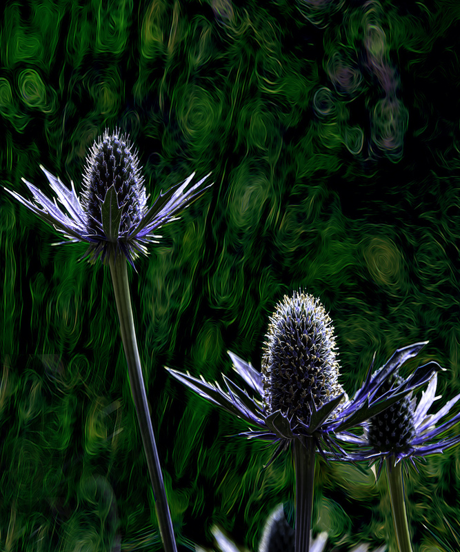 337 Blue flowers copy(1).jpg :: 337 Blue flowers