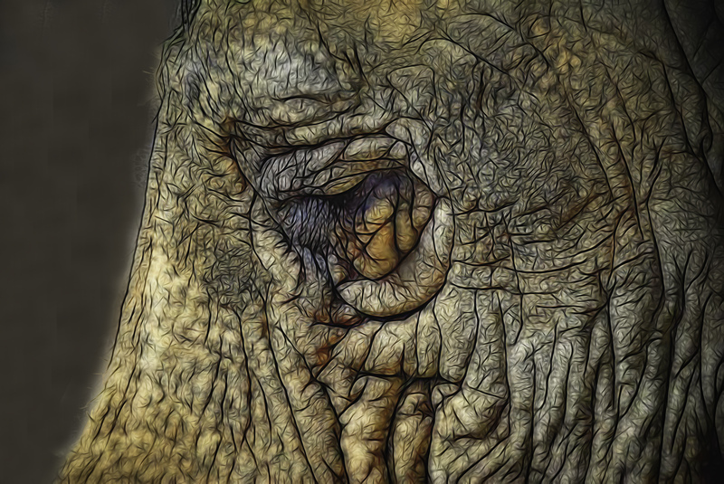 350 Elephant Eye copy.jpg