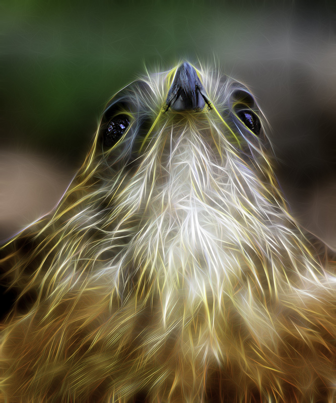 362 Hawk copy.jpg