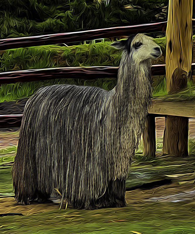 403 Mama Alpacka copy(1).jpg