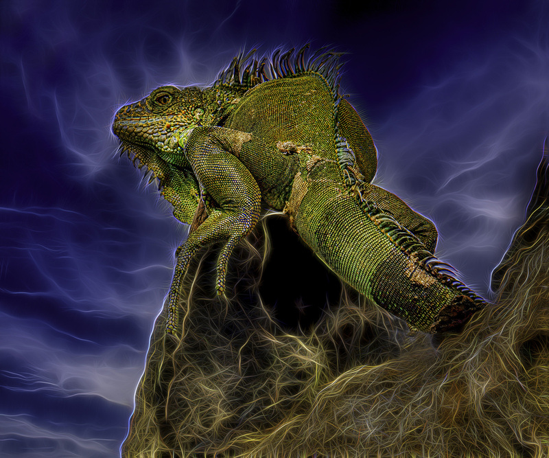 409 King of the Hill copy.jpg