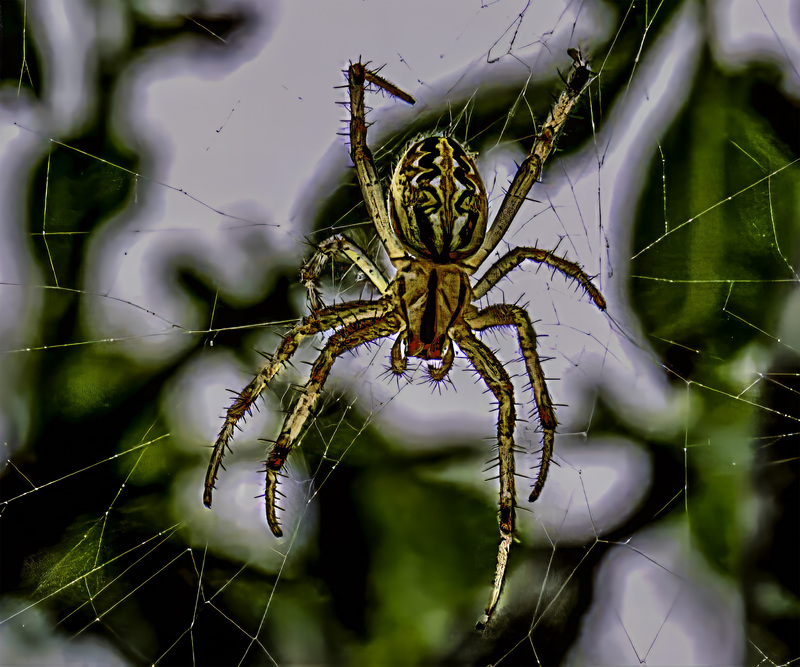419 Big Spider copy(1).jpg