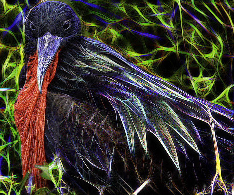 422 Deflated Frigatebird copy.jpg