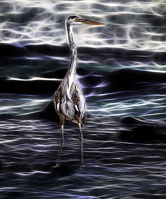 423 Egret Standing copy.jpg