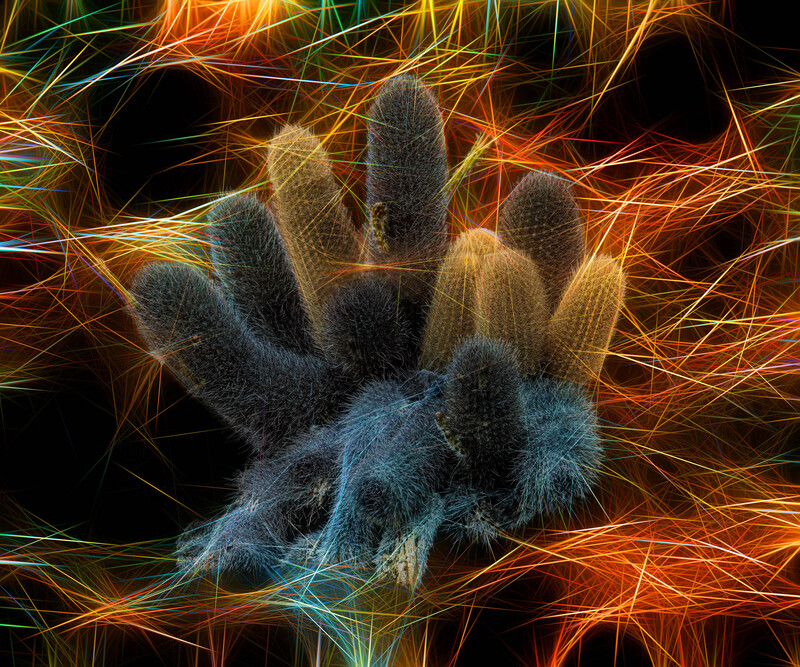 424 Galapagos Cactus copy.jpg