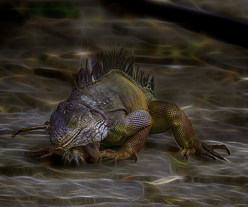 426 Iguana copy.jpg