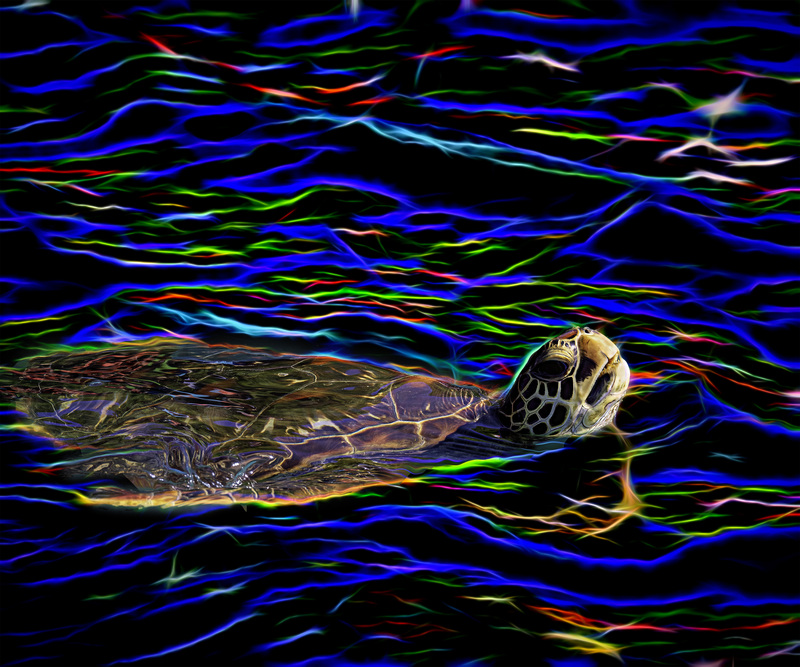 432 Sea Turtle copy.jpg