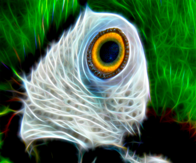 50 The Kerm Eye.jpg :: 50 The Kerm Eye