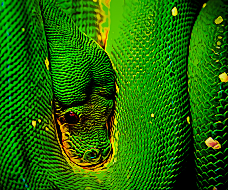 56 Snake(1).jpg :: 56 Snake