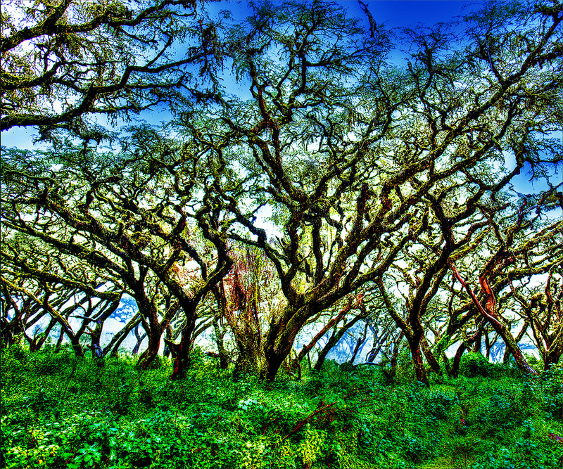 78 Trees in the Mist.jpg :: 78 Trees in the Mist