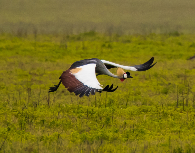 86 Crane Dancing Photo.jpg :: 86 Crane Dancing