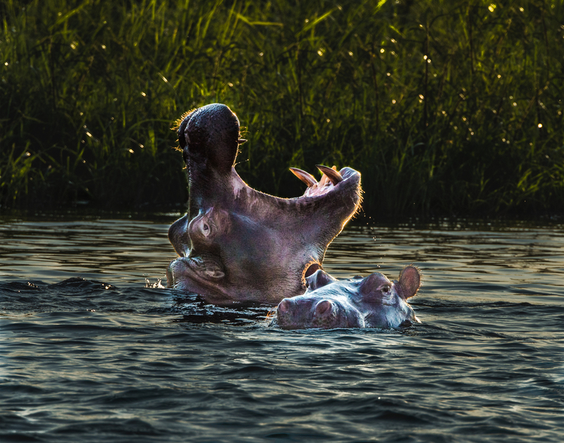 93 Hippo Rising Photo.jpg :: 93 Hippo Rising 