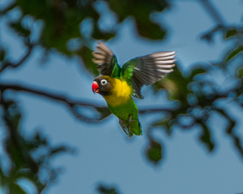 95 Love Bird Photo DSC_5954.jpg :: 95 Love Bird