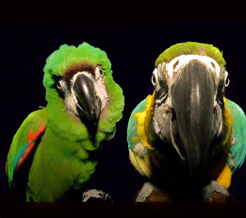 Chuck  Kerm Big Beaks-Edit 2.jpg