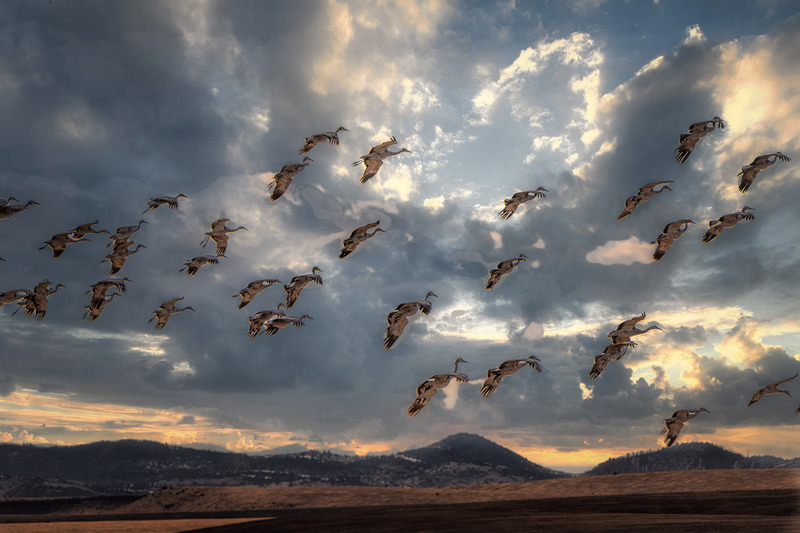 DSC_3600-Edit.jpg ::  Flight