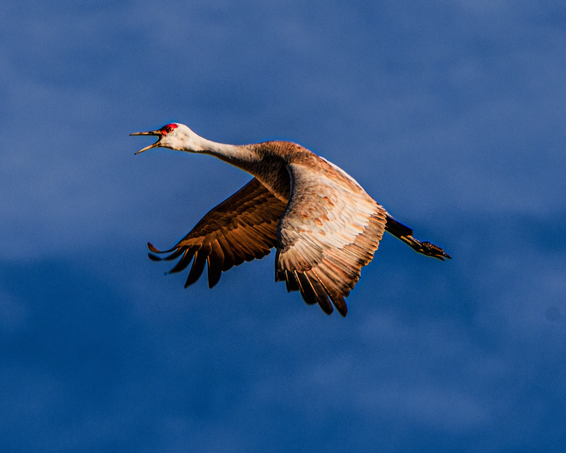 DSC_3690-Edit.jpg :: Landing