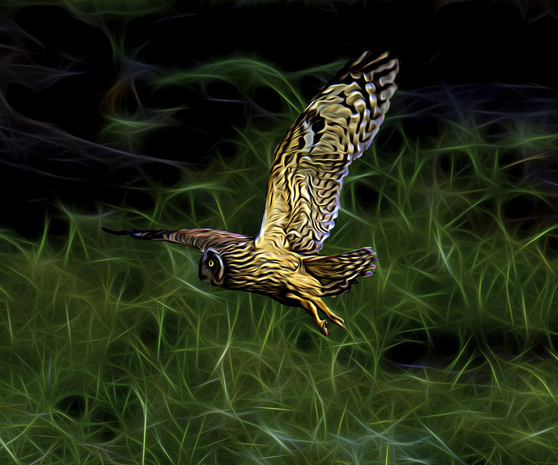 Galapagos Owl 2025 76x91m Sublimation on Aluminum c.jpg