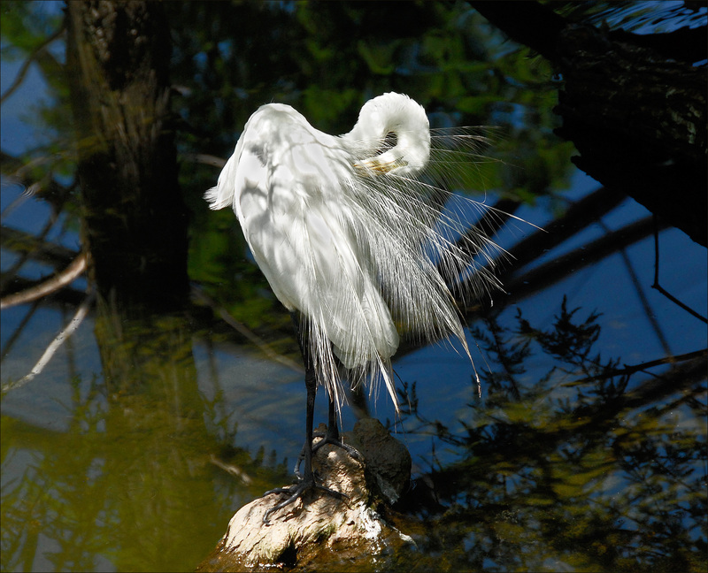 Great Egret No Boarder(1).jpg :: Great Egret
