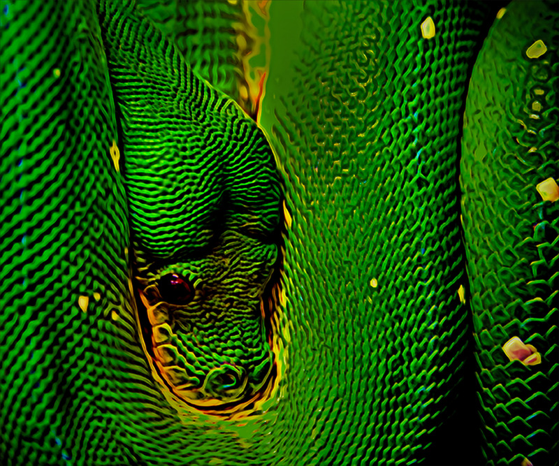 Howard-Harris-Snake.jpg