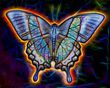 168 Butterfly(2).jpg
