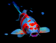 339 Koi copy.jpg