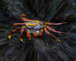 Cosmic Crab 2025 76x91 Sublimation on Aluminum with acrylic overlay .jpg