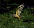 Galapagos Owl 2025 76x91m Sublimation on Aluminum c.jpg