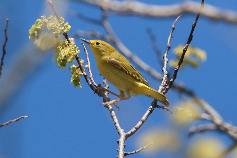 Point Pelee 2023 - 15 of 58.jpg