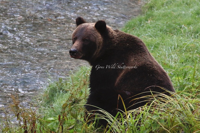 Yukon Alaska 2023 - 1 of 1 (1).jpg