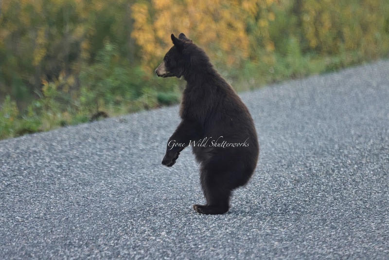 Yukon Alaska 2023 - 1 of 1 (10)-1.jpg
