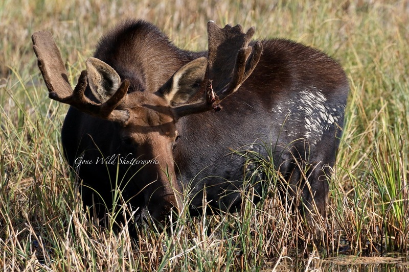 Yukon Alaska 2023 - 1 of 1 (12).jpg