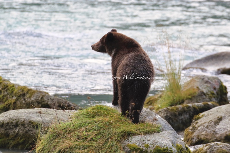 Yukon Alaska 2023 - 1 of 1 (2).jpg
