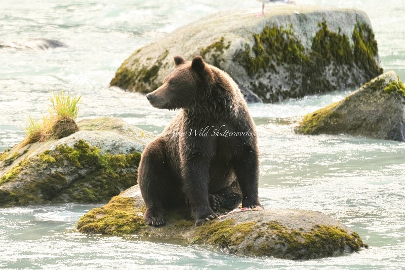 Yukon Alaska 2023 - 1 of 1 (4).jpg