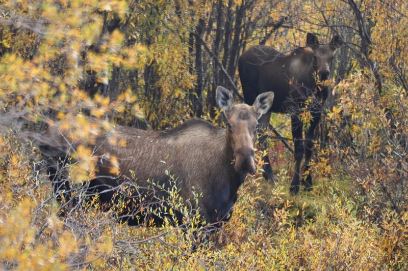 Yukon Alaska 2023 - 1 of 1 (9).jpg