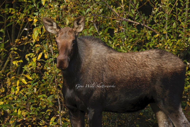 Yukon Alaska 2023 - 2 of 19.jpg