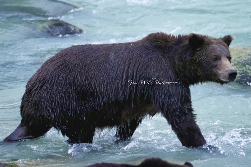 Yukon Alaska 2023 - 20 of 94.jpg