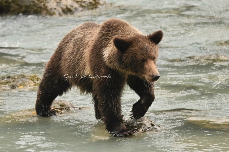 Yukon Alaska 2023 - 25 of 94.jpg