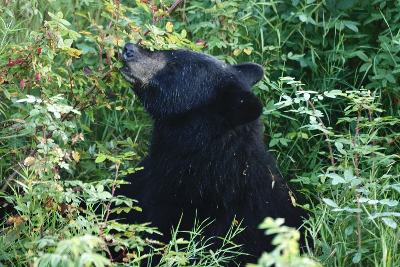 Yukon Alaska 2023 - 3 of 133.jpg