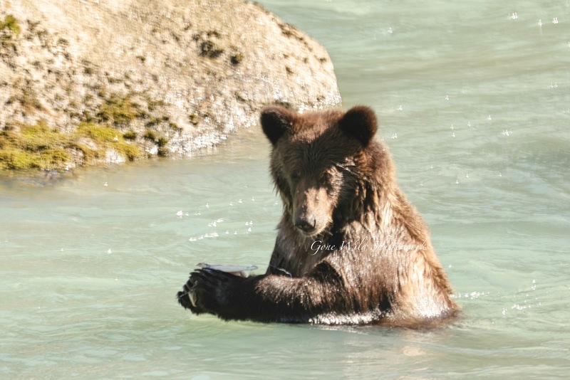 Yukon Alaska 2023 - 31 of 94.jpg