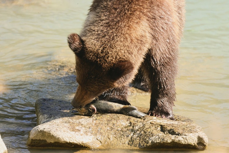 Yukon Alaska 2023 - 32 of 94.jpg