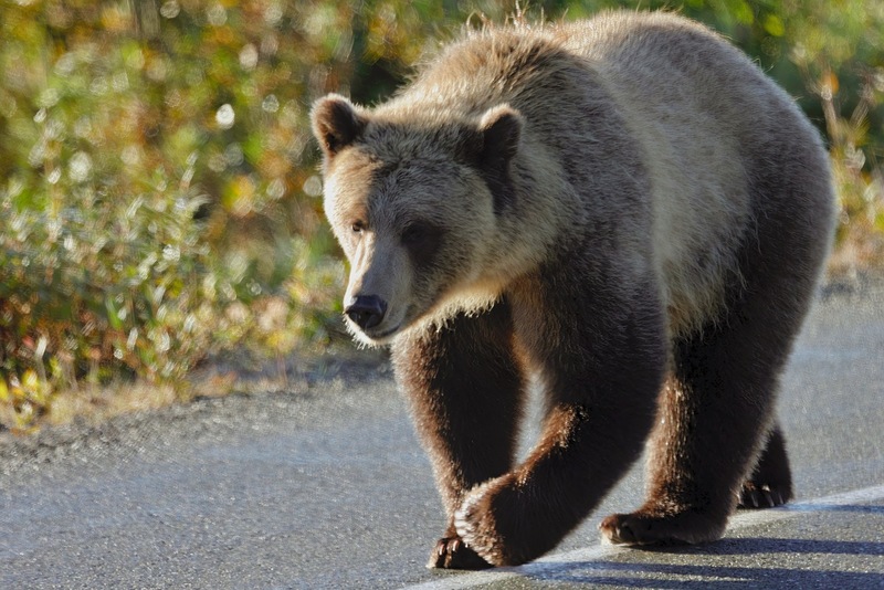 Yukon Alaska 2023 - 35 of 133.jpg