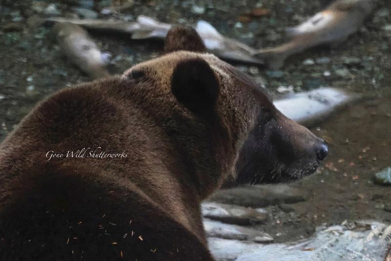 Yukon Alaska 2023 - 49 of 94.jpg