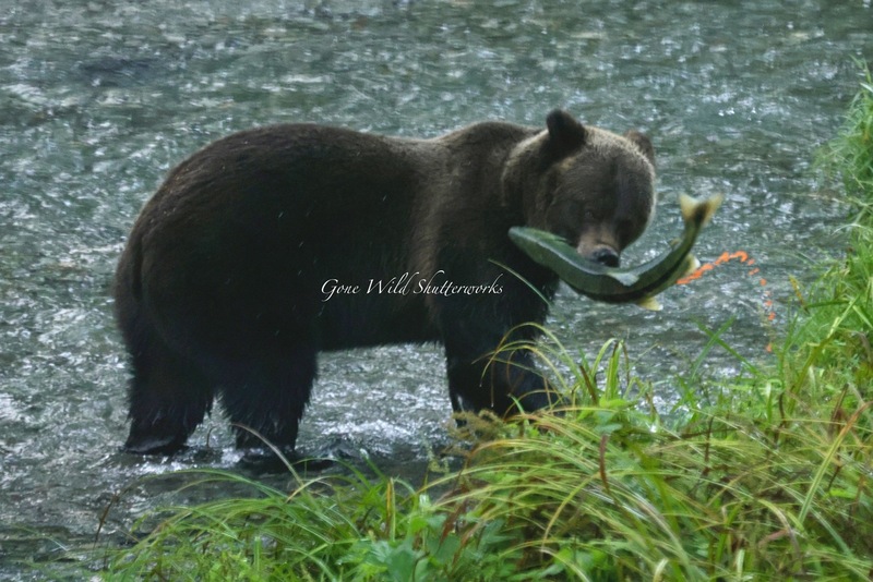 Yukon Alaska 2023 - 52 of 94.jpg