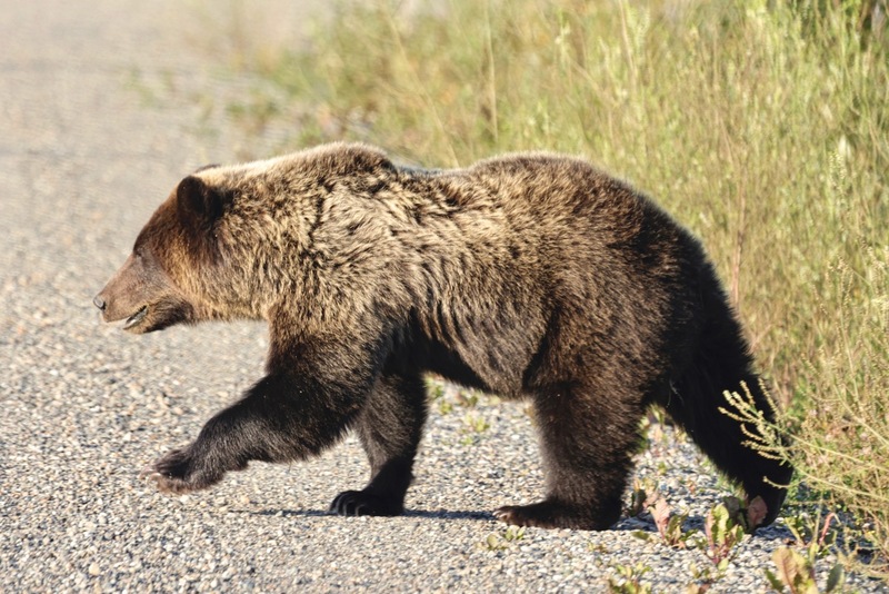 Yukon Alaska 2023 - 8 of 133.jpg