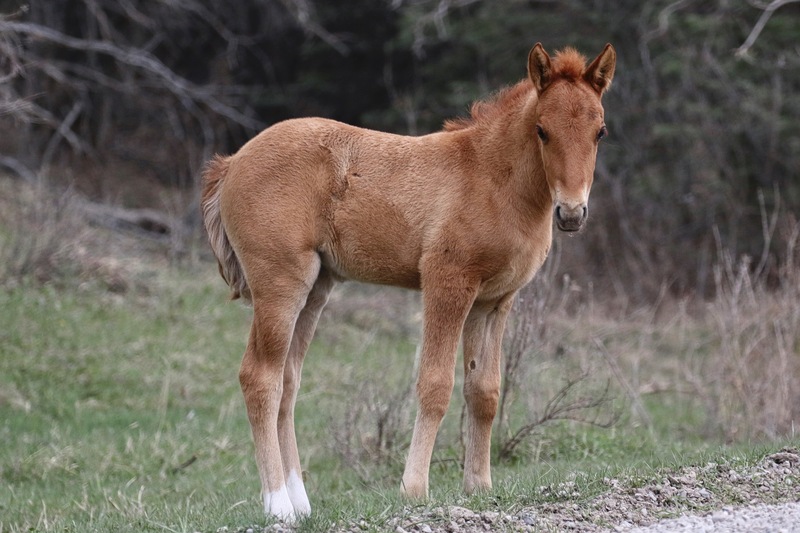alberta 2022 - 45 of 157(1).jpg