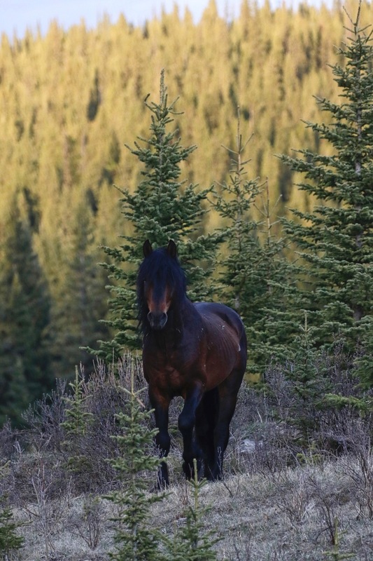 alberta 2022 - 51 of 157(1).jpg